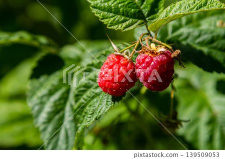 Ripe red raspberries on the branches of a bush. A raspberry patch in the garden Ripe red raspberries on the branches of a bush. A raspberry patch in the garden 139509053