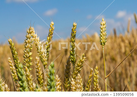 Golden wheat stalks sway gently under a bright blue sky with fluffy clouds in a sprawling field during late summer harvest season 139509056