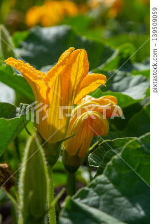 Bright yellow squash blossoms blooming in a lush garden during spring Bright yellow squash blossoms blooming in a lush garden during spring 139509059