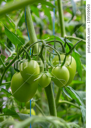 Green tomatoes growing on the vine in a garden under natural sunlight during the summer season Green tomatoes growing on the vine in a garden under natural sunlight during the summer season 139509060