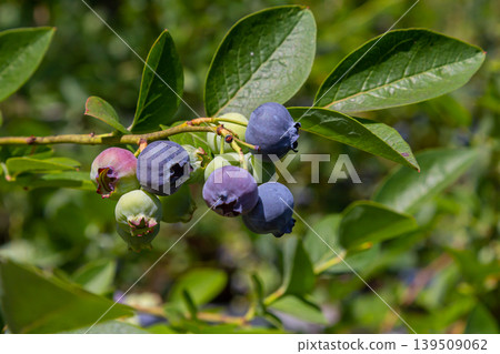 A vibrant blue huckleberry bush displaying clusters of ripening blueberries in a well-tended garden A vibrant blue huckleberry bush displaying clusters of ripening blueberries in a well-tended garden 139509062
