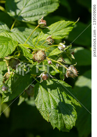Ripe red raspberries on the branches of a bush. A raspberry patch in the garden Ripe red raspberries on the branches of a bush. A raspberry patch in the garden 139509066
