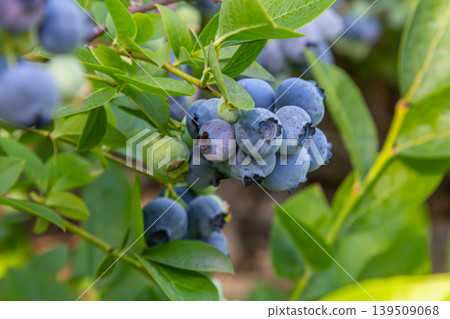 A vibrant blue huckleberry bush displaying clusters of ripening blueberries in a well-tended garden A vibrant blue huckleberry bush displaying clusters of ripening blueberries in a well-tended garden 139509068