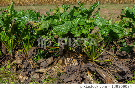 Fodder beet is a highly digestible feed with a beneficial effect on the health of animals. It has no special requirements for soil and climate when growing Fodder beet is a highly digestible feed with a beneficial effect on the health of animals. It has no special requirements for soil and climate when growing 139509084