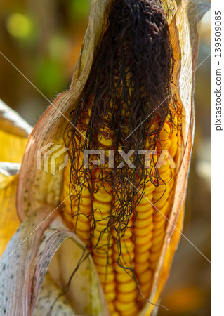 Corn cobs in corn farming fields during the harvest season can be used for roasted corn or staple food 139509085