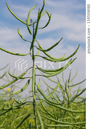 Fields of rapeseed plants basking under a clear blue sky during harvest season in a vibrant agricultural landscape Fields of rapeseed plants basking under a clear blue sky during harvest season in a vibrant agricultural landscape 139509090