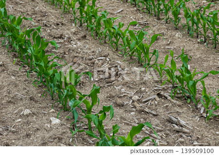 Green corn plants grow in neat rows in a field under soft natural light during the early stages of their development in summer Green corn plants grow in neat rows in a field under soft natural light during the early stages of their development in summer 139509100