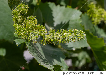 Fresh grape vine blooms during early spring in a lush vineyard showcasing budding green grapes ready for growth Fresh grape vine blooms during early spring in a lush vineyard showcasing budding green grapes ready for growth 139509107