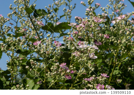 European Dewberry thriving in a sunny meadow with delicate pink and white flowers attracting pollinators during the warm spring season European Dewberry thriving in a sunny meadow with delicate pink and white flowers attracting pollinators during the warm spring season 139509110