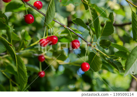 Cherry fruits hanging from a branch surrounded by vibrant green leaves in a sunny orchard during late spring Cherry fruits hanging from a branch surrounded by vibrant green leaves in a sunny orchard during late spring 139509114