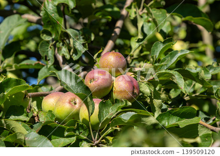 Apple tree filled with ripening fruit in a vibrant garden during sunny late summer Apple tree filled with ripening fruit in a vibrant garden during sunny late summer 139509120