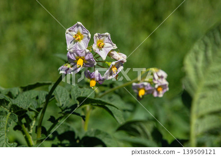 Potato plant blooms with purple flowers and yellow stamens in a lush green field during the bright daylight hours of late spring Potato plant blooms with purple flowers and yellow stamens in a lush green field during the bright daylight hours of late spring 139509121