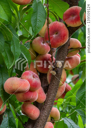 Close-up view of ripe Saturn peaches growing on a tree branch in a sunny orchard 139509124