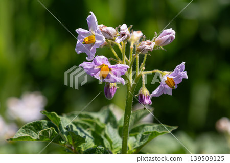 Potato plant with blooming purple flowers in a sunny garden showcasing growth and vitality during the spring season Potato plant with blooming purple flowers in a sunny garden showcasing growth and vitality during the spring season 139509125