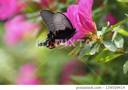 Azalea flowers and a black swallowtail butterfly Azalea flowers and a black swallowtail butterfly 139509414
