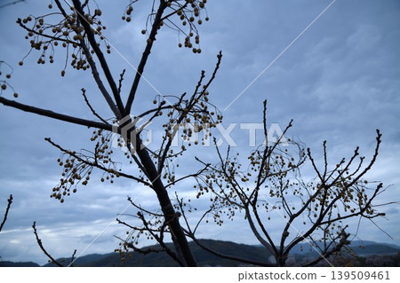 Sendan's fruit 139509461