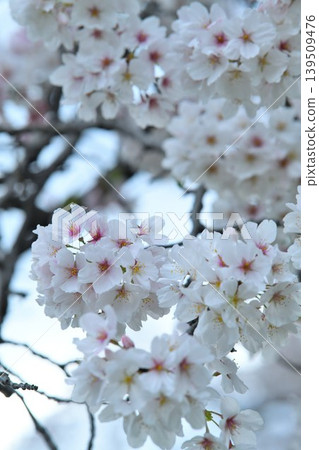 Cherry blossoms after the rain 139509476