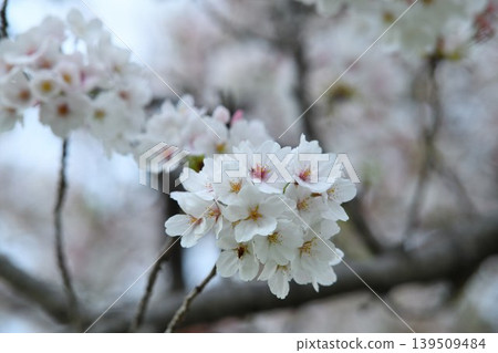 Cherry blossoms after the rain 139509484