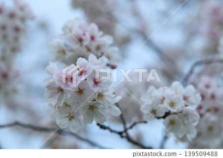 Cherry blossoms after the rain Cherry blossoms after the rain 139509488