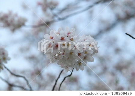 Cherry blossoms after the rain Cherry blossoms after the rain 139509489