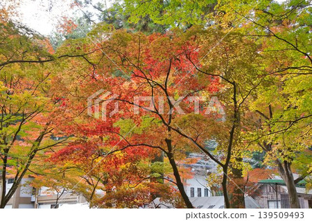 Maple leaves which turned red leaves Maple leaves which turned red leaves 139509493