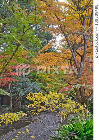 被紅葉覆蓋的進場 139509499