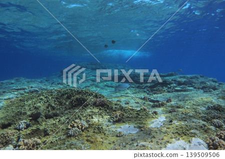 Zamami Island, Otokoiwa Rock: Light shining into the sea (underwater photography) 139509506