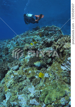Underwater photography of divers swimming among the coral reef at Otokoiwa Rock on Zamami Island. 139509507