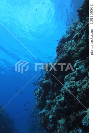 Diving in Zamami Island, Gurukun (a type of fish), Otokoiwa (a rock formation), underwater photography. 139509508