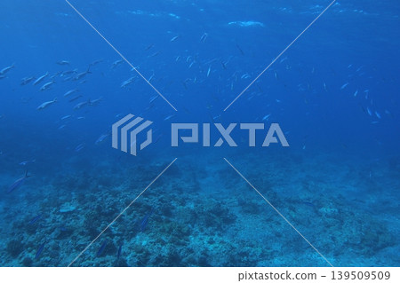 Diving in Zamami Island, Gurukun (a type of fish), Otokoiwa (a rock formation), underwater photography. 139509509