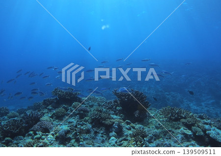 Diving in Zamami Island, Gurukun (a type of fish), Otokoiwa (a rock formation), underwater photography. 139509511