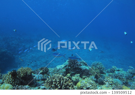 Diving in Zamami Island, Gurukun (a type of fish), Otokoiwa (a rock formation), underwater photography. 139509512