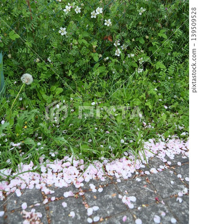櫻花花瓣和春天的植物 櫻花花瓣和春天的植物 139509528