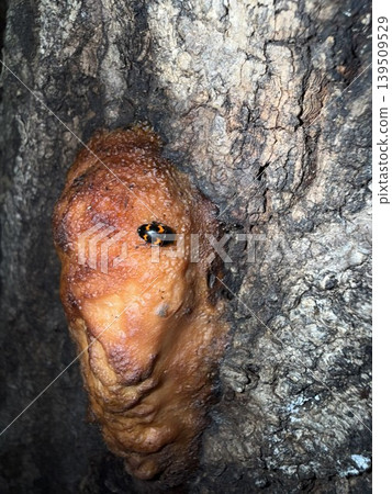 A four-spotted sap beetle perched on a tree 139509529