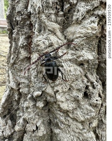 A longhorn beetle perched on a tree 139509530