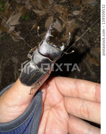 捕獲了一隻鍬甲蟲 139509532