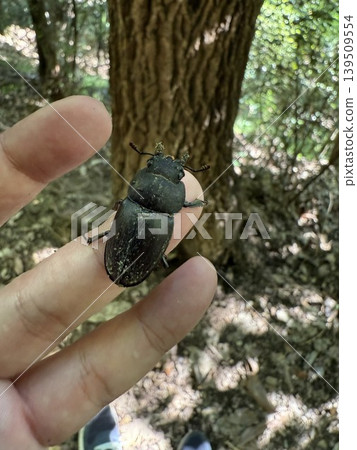 捕獲的鍬甲 捕獲的鍬甲 139509554