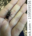 Captured stag beetle 139509556