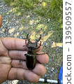 Captured a stag beetle 139509557