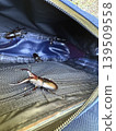 I took the stag beetle home. 139509558