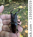 Captured a stag beetle 139509559