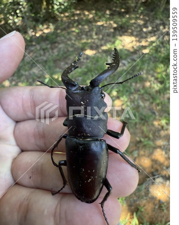 捕獲了一隻鍬甲蟲 139509559