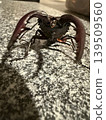 A stag beetle viewed from the front. 139509560