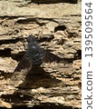 A fly perched on a tree 139509564