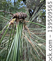 A Japanese pine sawyer beetle on a pine tree 139509565