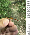 A captured red dragonfly 139509566