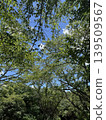 Landscape in the forest 139509567
