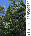 Landscape in the forest 139509569