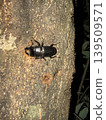 A stag beetle climbing a tree 139509571