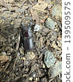 A stag beetle walking on the ground 139509575